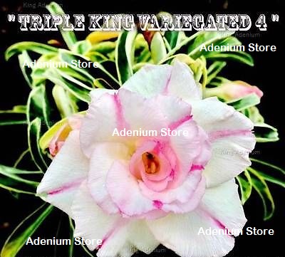 (image for) Adenium Obesum \'Triple Variegated 4\' 5 Seeds